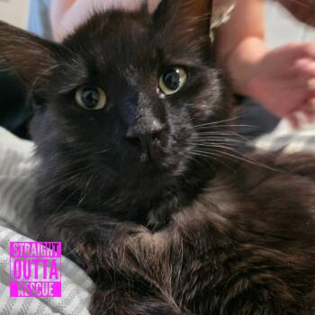 Boscoe -  Domestic Long Hair Cat for Adoption in Vancouver, British Columbia - Boscoe | PetCurious