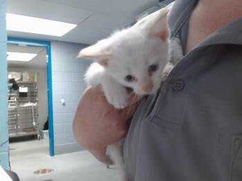 DALLES -  Domestic Medium Hair and Domestic Short Hair Cat for Adoption in Albuquerque, New Mexico - DALLES | PetCurious