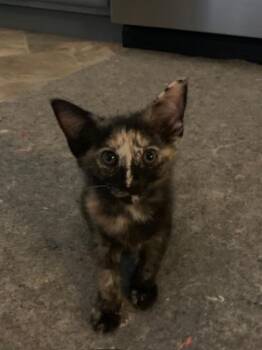 93121a Teddie Jo-PetSmart West Ashley -  Domestic Short Hair Cat for Adoption in North Charleston, South Carolina - 93121a Teddie Jo-PetSmart West Ashley | PetCurious