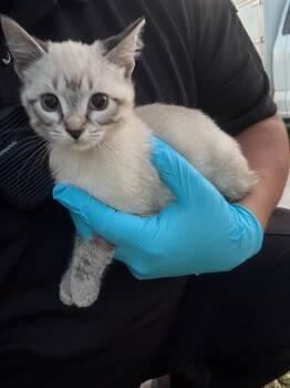 SIMONE -  Domestic Short Hair Cat for Adoption in San Antonio, Texas - SIMONE | PetCurious