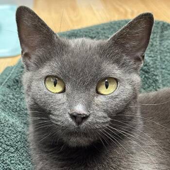 Domestic Short Hair Cats Available for Adoption in Crystal Lake, Illinois - Matilda | PetCurious