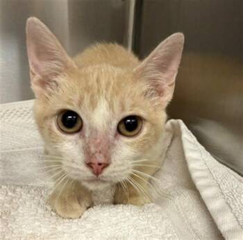 TRAVIS -  Domestic Short Hair Cat for Adoption in Baytown, Texas - TRAVIS | PetCurious
