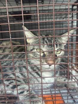 A662528 -  Domestic Short Hair Cat for Adoption in Houston, Texas - A662528 | PetCurious