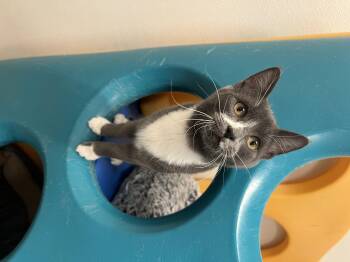 Rescue Domestic Short Hair Cats for Adoption in Frankenmuth, Michigan - Ernie | PetCurious