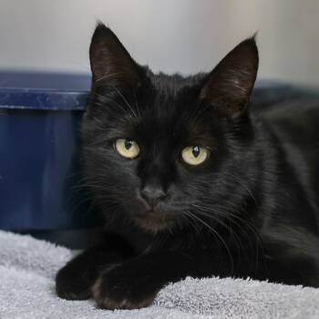 Rescue Domestic Short Hair Cats for Adoption in Los Angeles, California - Ocean | PetCurious