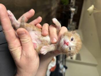 Jellybean -  Domestic Short Hair Cat for Adoption in Fruit Heights, Utah - Jellybean | PetCurious