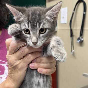 Domestic Short Hair Cats Available for Adoption in Norman, Oklahoma - Sugar Plum Soldier | PetCurious