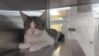 EMMY -  Domestic Short Hair Cat for Adoption in Pueblo, Colorado - EMMY | PetCurious