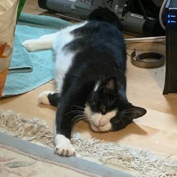 Rescue Domestic Short Hair Cats for Adoption - Glory 2 | PetCurious