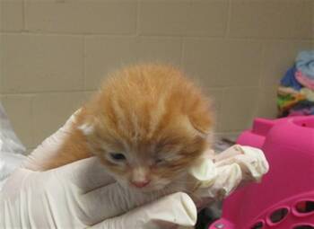 Domestic Short Hair Cats Available for Adoption in Ocala, Florida - SKIPPY | PetCurious