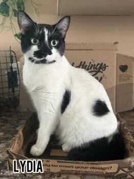 Rescue Domestic Short Hair Cats for Adoption in Dauphin, Manitoba - Lydia | PetCurious