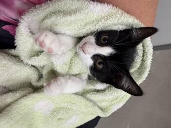 Ruby -  Tuxedo Cat for Adoption in Markdale, Ontario - Ruby | PetCurious