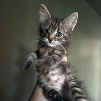 Mindy -  Domestic Short Hair Cat for Adoption in Kansas City, Missouri - Mindy | PetCurious
