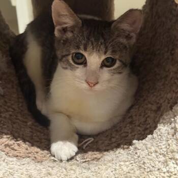 Lilly & Rose BONDED -  Domestic Short Hair Cat for Adoption in Boca Raton, Florida - Lilly & Rose BONDED | PetCurious