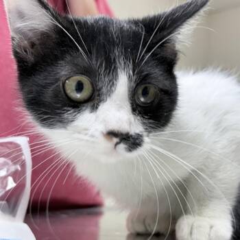 Smudge-4787 -  Domestic Short Hair Cat for Adoption in Tyler, Texas - Smudge-4787 | PetCurious