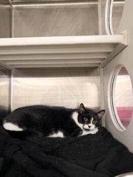 Domestic Short Hair Cats Available for Adoption in Fort Worth, Texas - Donatella | PetCurious