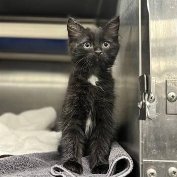 LALO -  Domestic Medium Hair Cat for Adoption - LALO | PetCurious