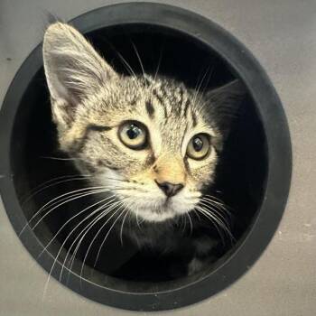 Cap -  Domestic Short Hair Cat for Adoption in Walnut Creek, California - Cap | PetCurious