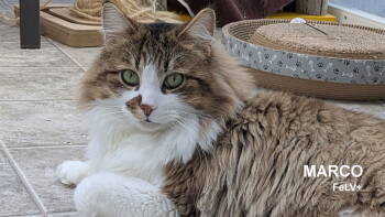 Rescue Domestic Long Hair and Norwegian Forest Cat Cats for Adoption in Santa Rosa, California - Marco | PetCurious