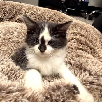 Domestic Long Hair Cats Available for Adoption in Delaware, Ohio - Oven | PetCurious