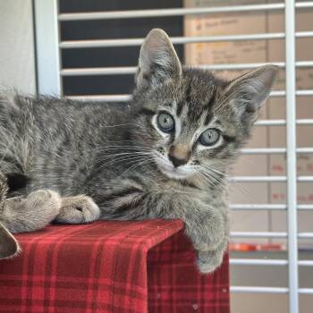 Gandolf -  Domestic Short Hair Cat for Adoption in Hailey, Idaho - Gandolf | PetCurious