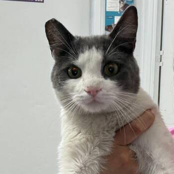 Gilbert -  Domestic Short Hair Cat for Adoption in Trenton, New Jersey - Gilbert | PetCurious
