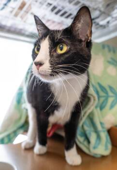 Urschi -  Domestic Short Hair Cat for Adoption in Encinitas, California - Urschi | PetCurious