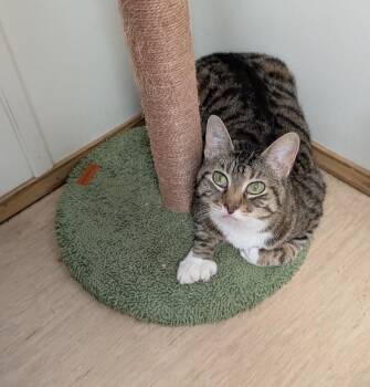 Digit -  Domestic Short Hair and Extra Toes Cat Hemingway Polydactyl Cat for Adoption in Coquitlam, British Columbia - Digit | PetCurious