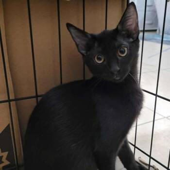 Ash -  Domestic Short Hair Cat for Adoption in Leander, Texas - Ash | PetCurious