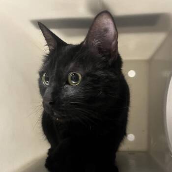Lorenzo -  Domestic Short Hair Cat for Adoption in Reno, Nevada - Lorenzo | PetCurious