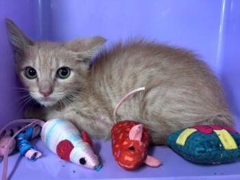 MEGUMI -  Domestic Short Hair Cat for Adoption in Houston, Texas - MEGUMI | PetCurious