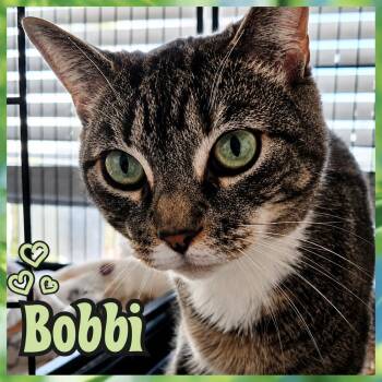 BOBBI -  Domestic Short Hair Cat for Adoption in Southbury, Connecticut - BOBBI | PetCurious
