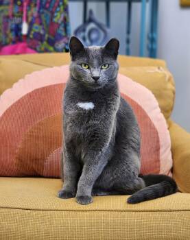 Rescue Domestic Short Hair Cats for Adoption in St. Cloud, Minnesota - Cybil | PetCurious