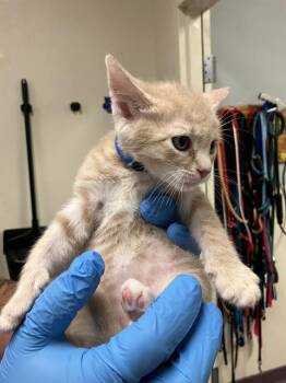 CHESTER -  Domestic Short Hair Cat for Adoption in Long Beach, California - CHESTER | PetCurious