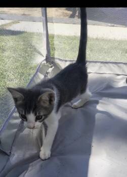 Andie -  Tuxedo Cat for Adoption in Hi Vista, California - Andie | PetCurious