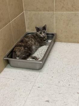 Molly -  Domestic Short Hair Cat for Adoption in Hobbs, New Mexico - Molly | PetCurious