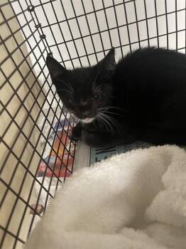 MISO -  Domestic Short Hair Cat for Adoption in Fort Lauderdale, Florida - MISO | PetCurious