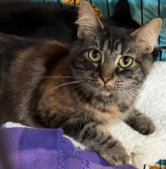 Domestic Short Hair Cats Available for Adoption in Elizabethton, Tennessee - ROSE | PetCurious