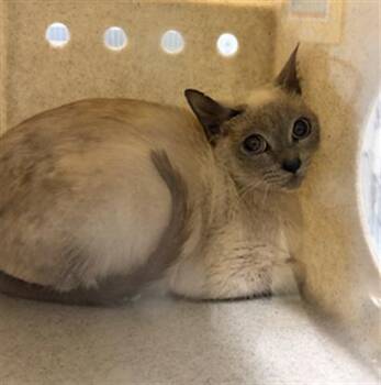 A885730 -  Siamese Cat for Adoption in Camarillo, California - A885730 | PetCurious