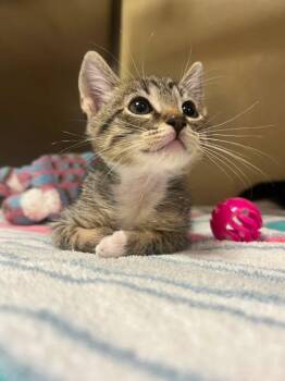 RILEY -  Domestic Short Hair Cat for Adoption in Fort Myers, Florida - RILEY | PetCurious
