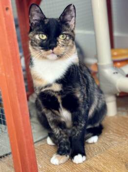 Sammie -  Domestic Short Hair Cat for Adoption in Mcdonough, Georgia - Sammie | PetCurious