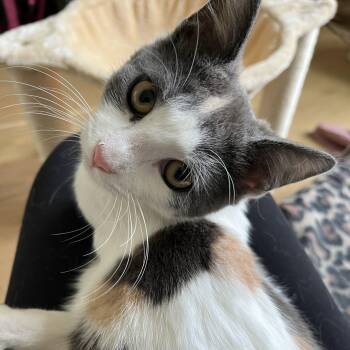Dilute Calico Cats Available for Adoption - Cherry | PetCurious