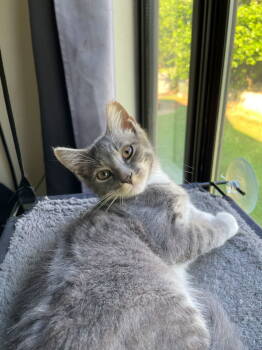 Rescue Domestic Short Hair Cats for Adoption in Reston, Virginia - Lorcan | PetCurious