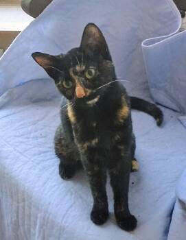 Poppy -  Tortoiseshell Cat for Adoption in Nashville, Tennessee - Poppy | PetCurious