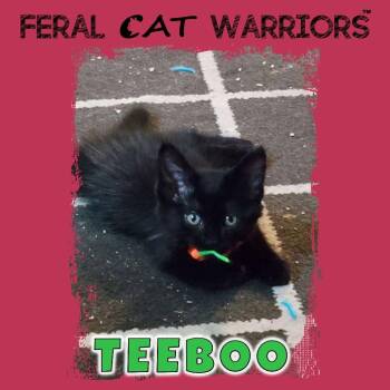 Teebo -  Domestic Short Hair Cat for Adoption in Squamish, British Columbia - Teebo | PetCurious