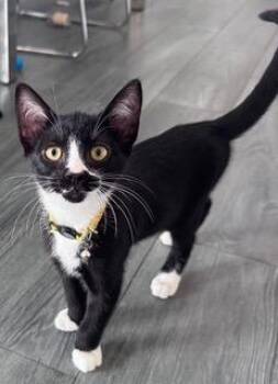Oreo -  Domestic Short Hair Cat for Adoption in Burnaby, British Columbia - Oreo | PetCurious