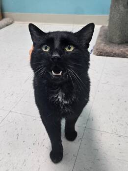 Domestic Short Hair Cats Available for Adoption in Fall River, Massachusetts - Big Handsome | PetCurious