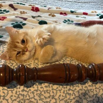 Duncan -  Scottish Fold Cat for Adoption in Calverton, New York - Duncan | PetCurious