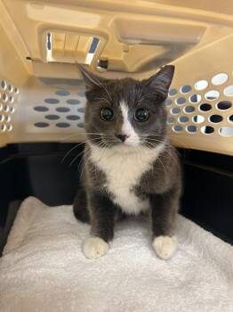 Domestic Short Hair Cats Available for Adoption - Tinsel | PetCurious