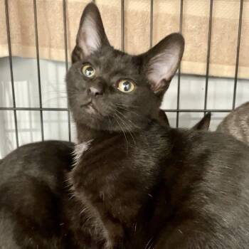 Pillsbury -  Domestic Short Hair Cat for Adoption in Fairmont, West Virginia - Pillsbury | PetCurious